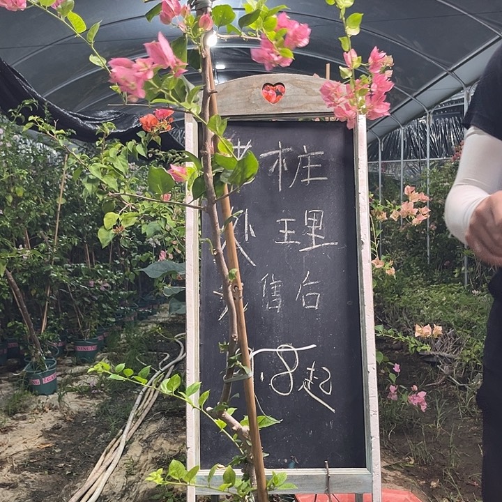 无花朵三角梅三角梅20