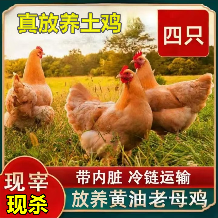 散养2年黄油老母鸡带蛋花黄油买3只/送1只 到手四只共净重10斤