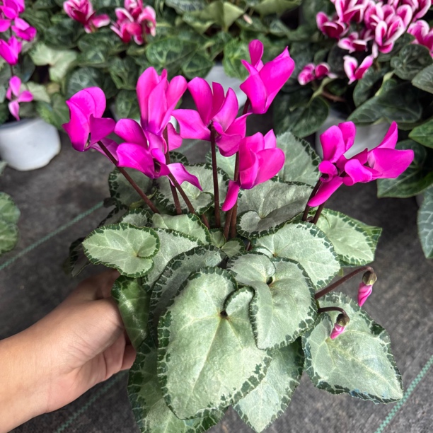 银河之心中花仙客来仙客来品种花量多（不要换盆）