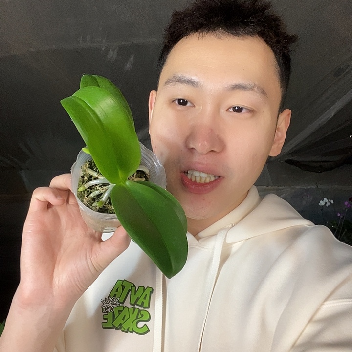 无花朵夏日黑莓蝴蝶兰