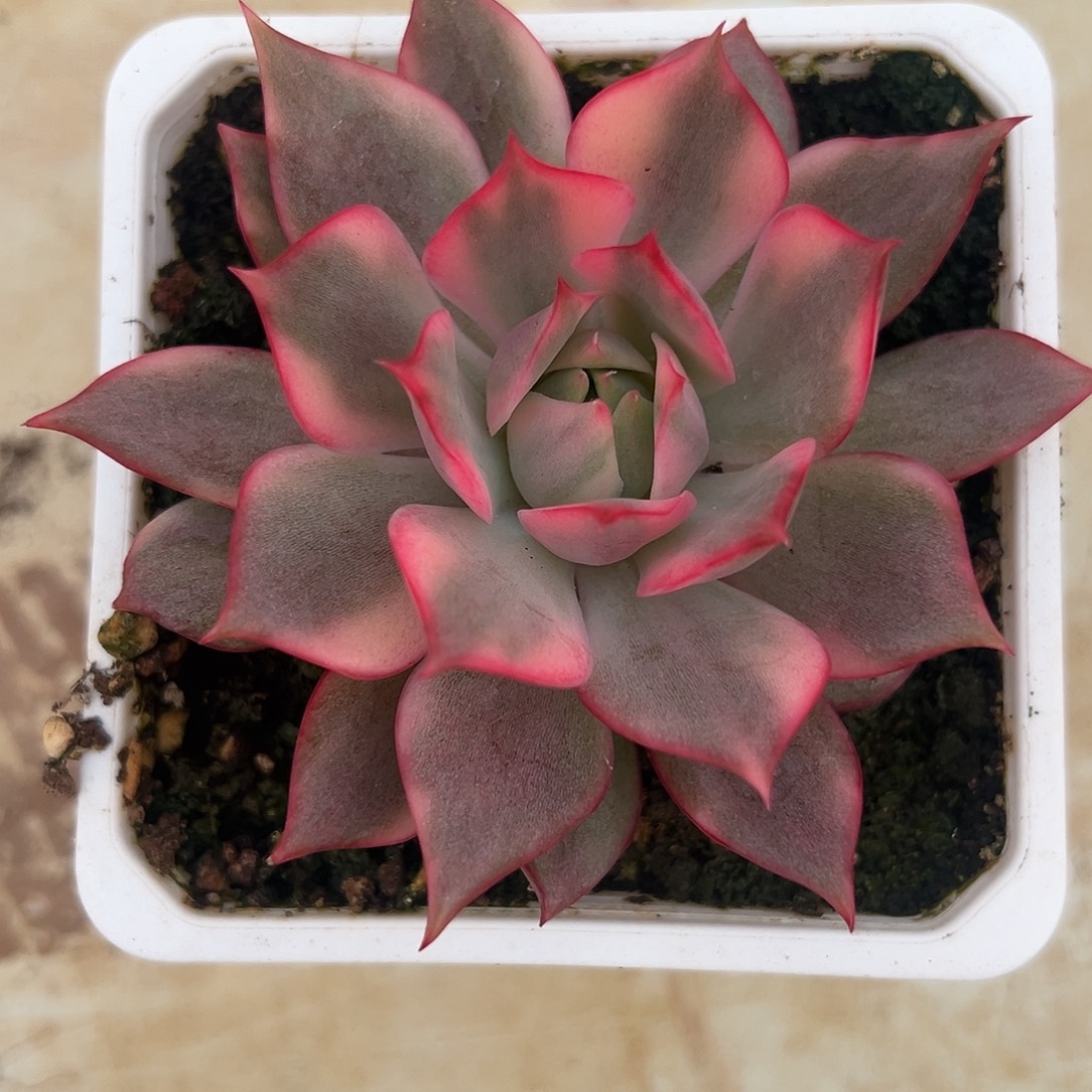 颖***子宝莲灯锦多肉植物