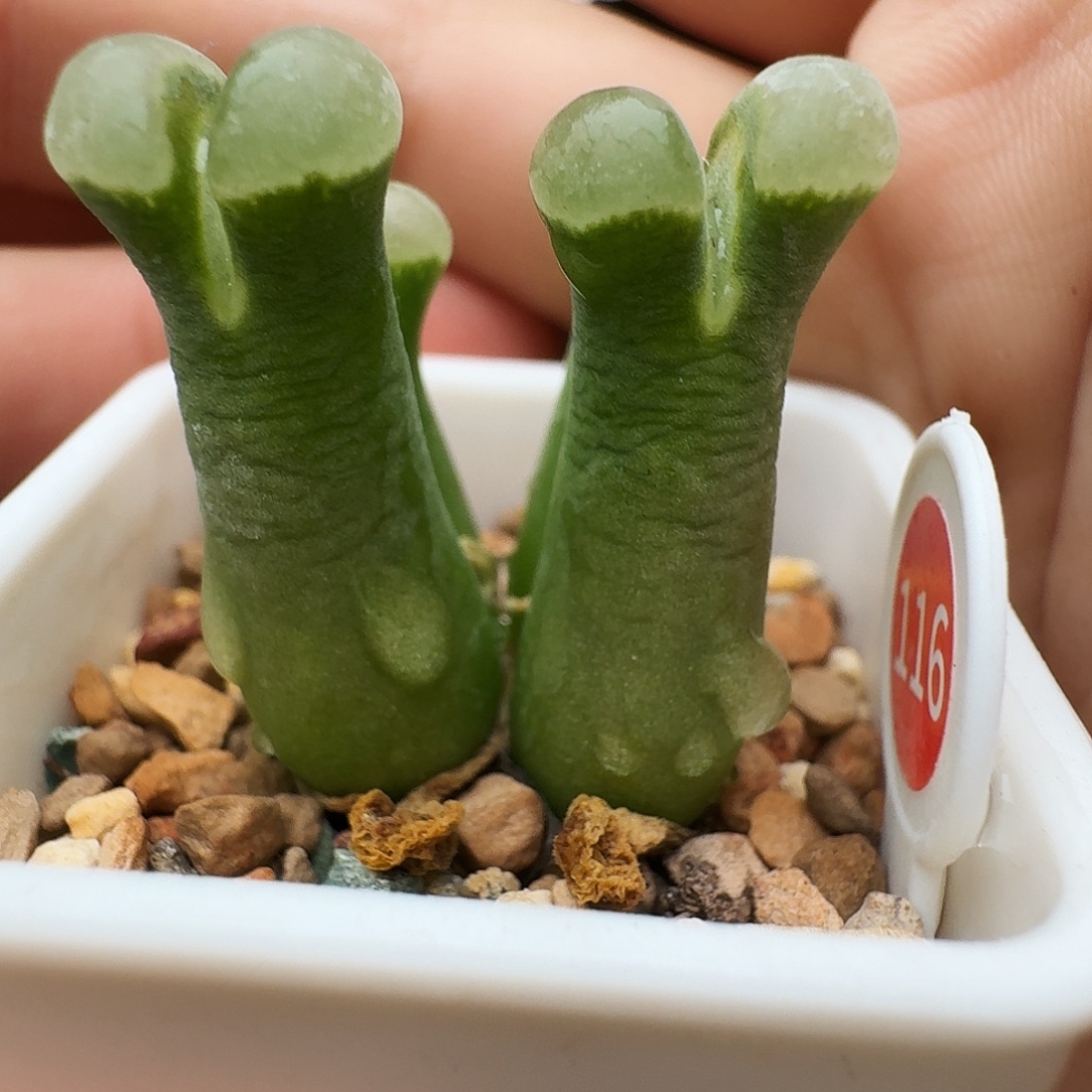 多肉植物福利风铃捡漏116