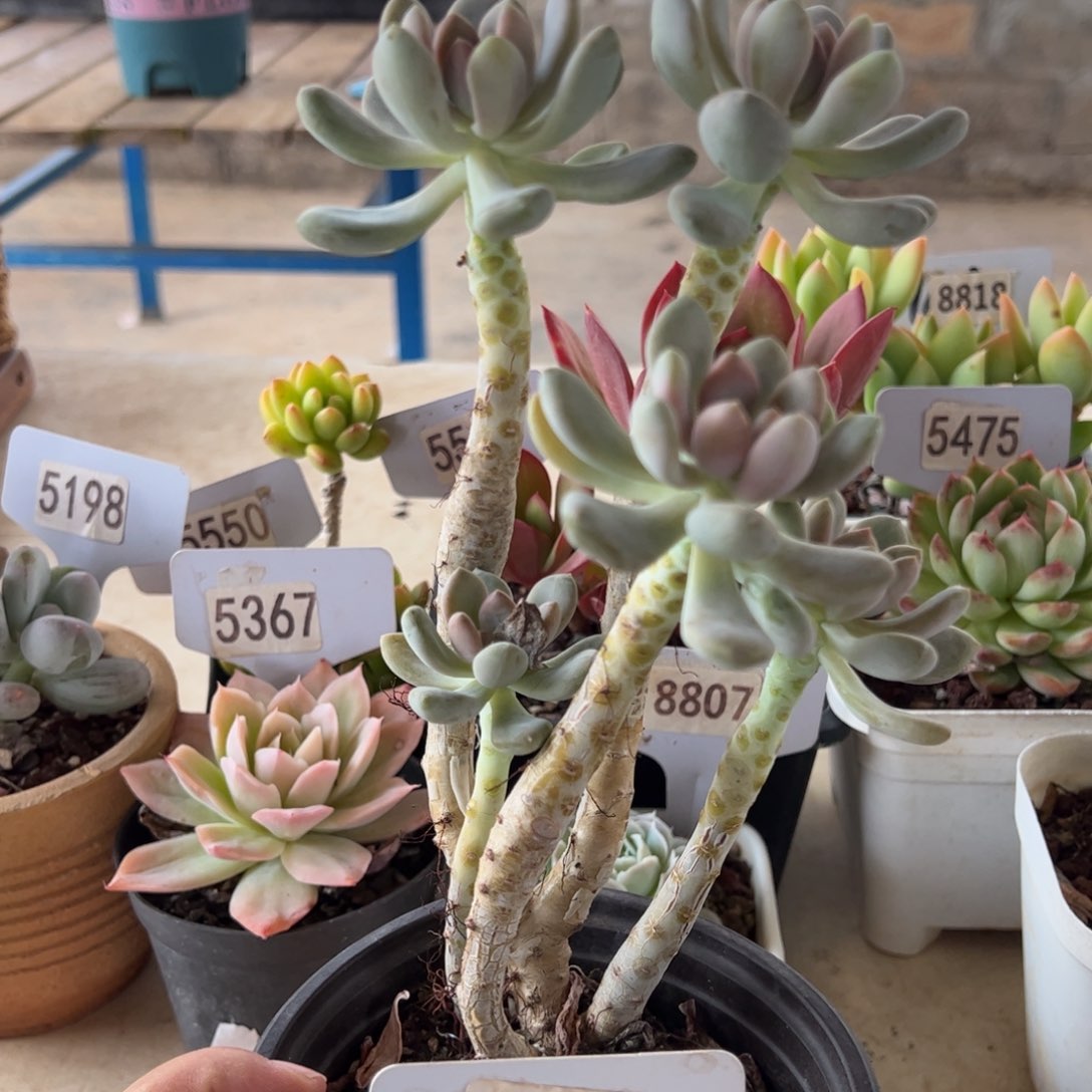 【闪购商品】5392。 1111111