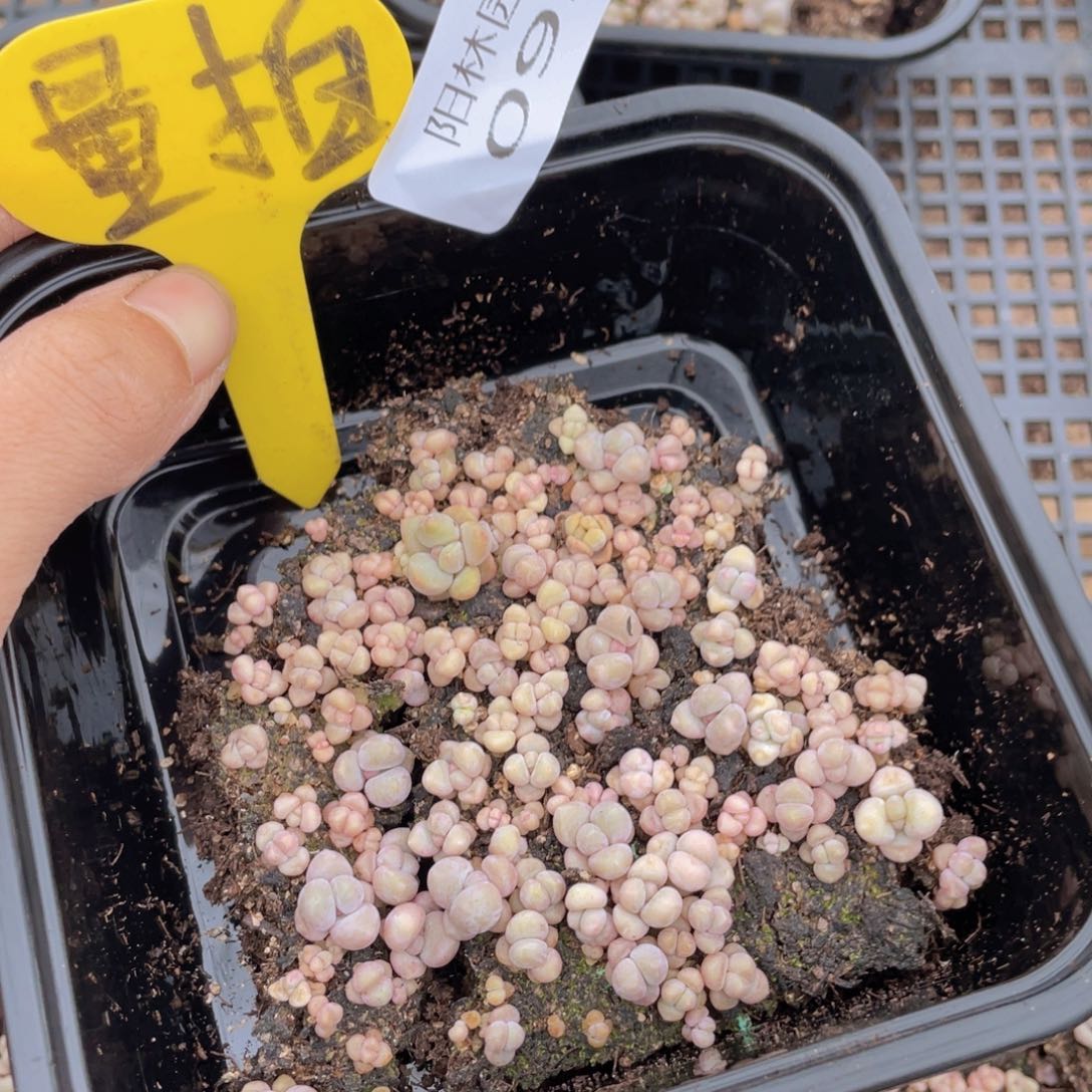 量拍多肉植物多肉植物93
