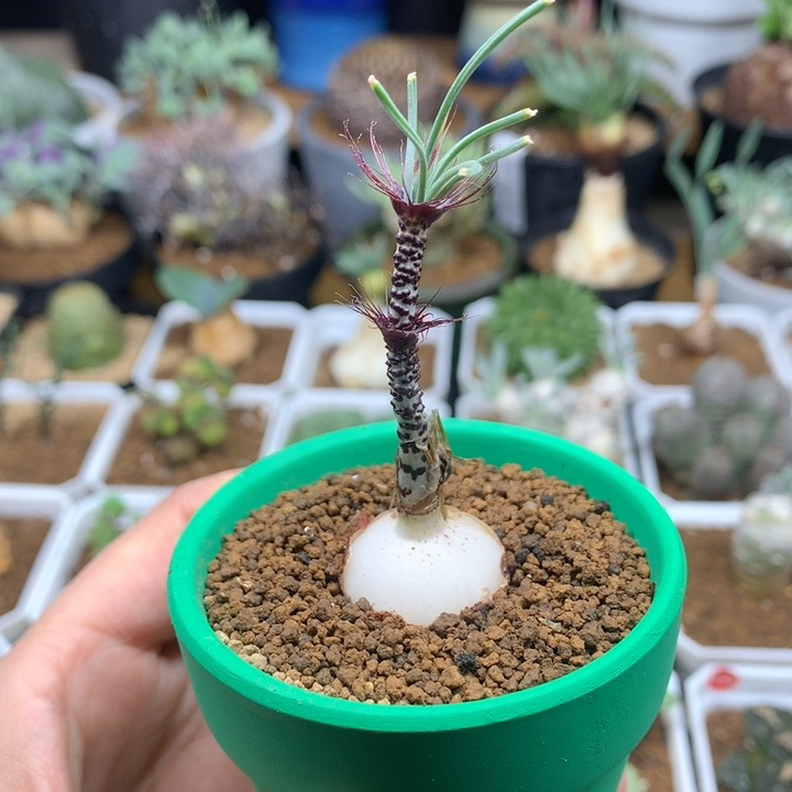 GV弹簧草母本带盆2.1cm