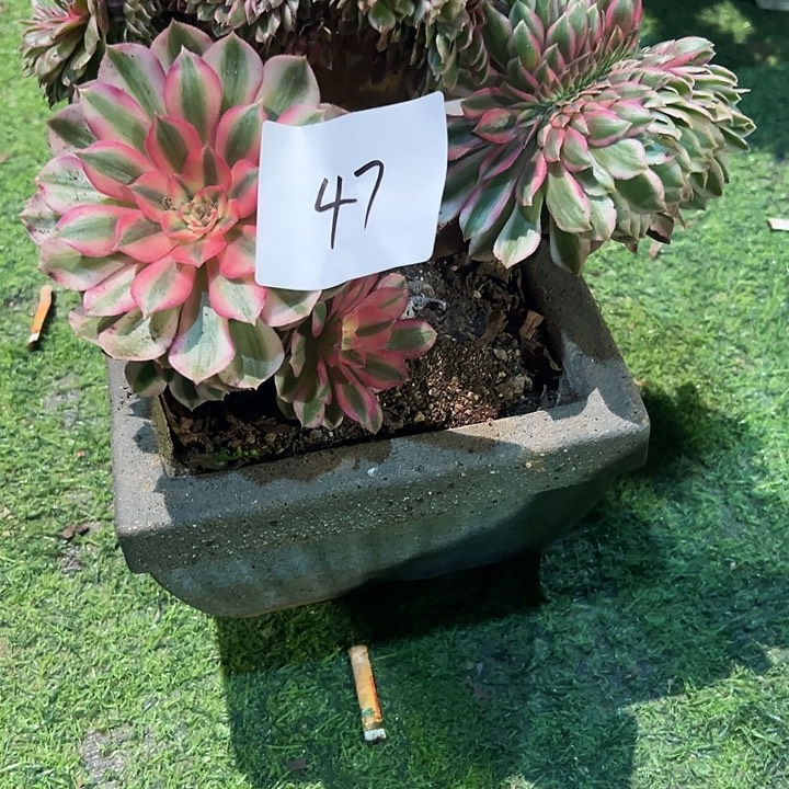 幸***伱47倾城缀化法师一颗