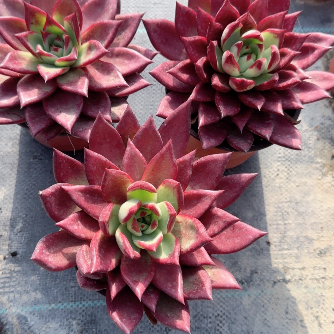 无花朵罗卡大单头