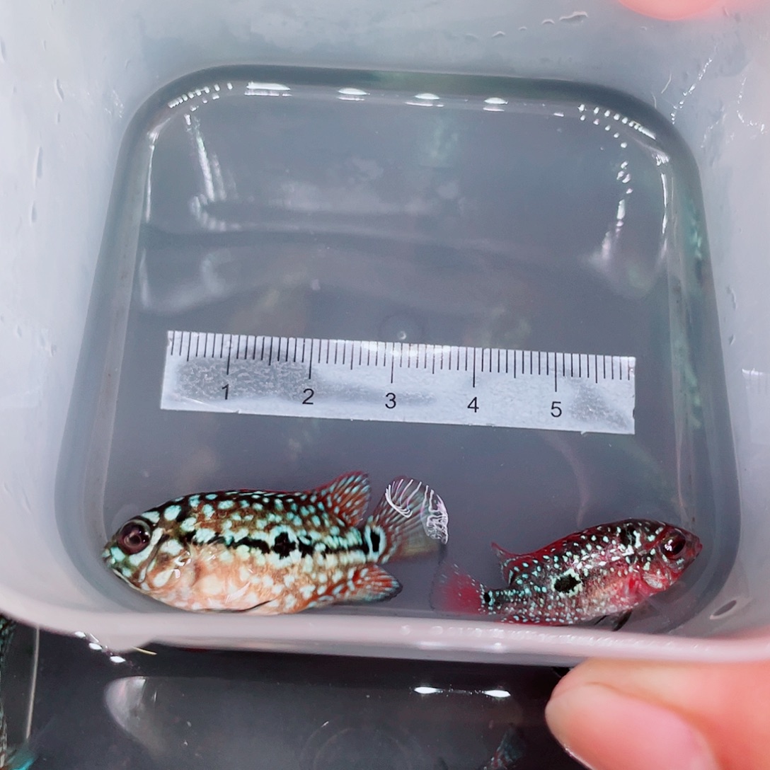 罗汉鱼1条鸿运1条泰金