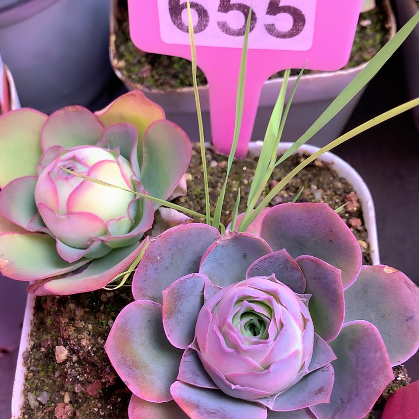 【闪购商品】yjj655