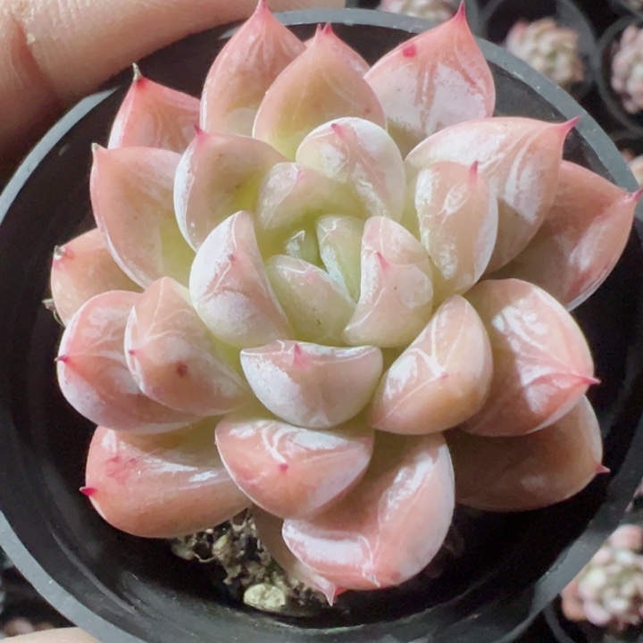 白达翡翠精品多肉植物