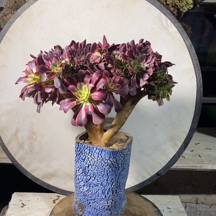 美杜莎老桩缀化了