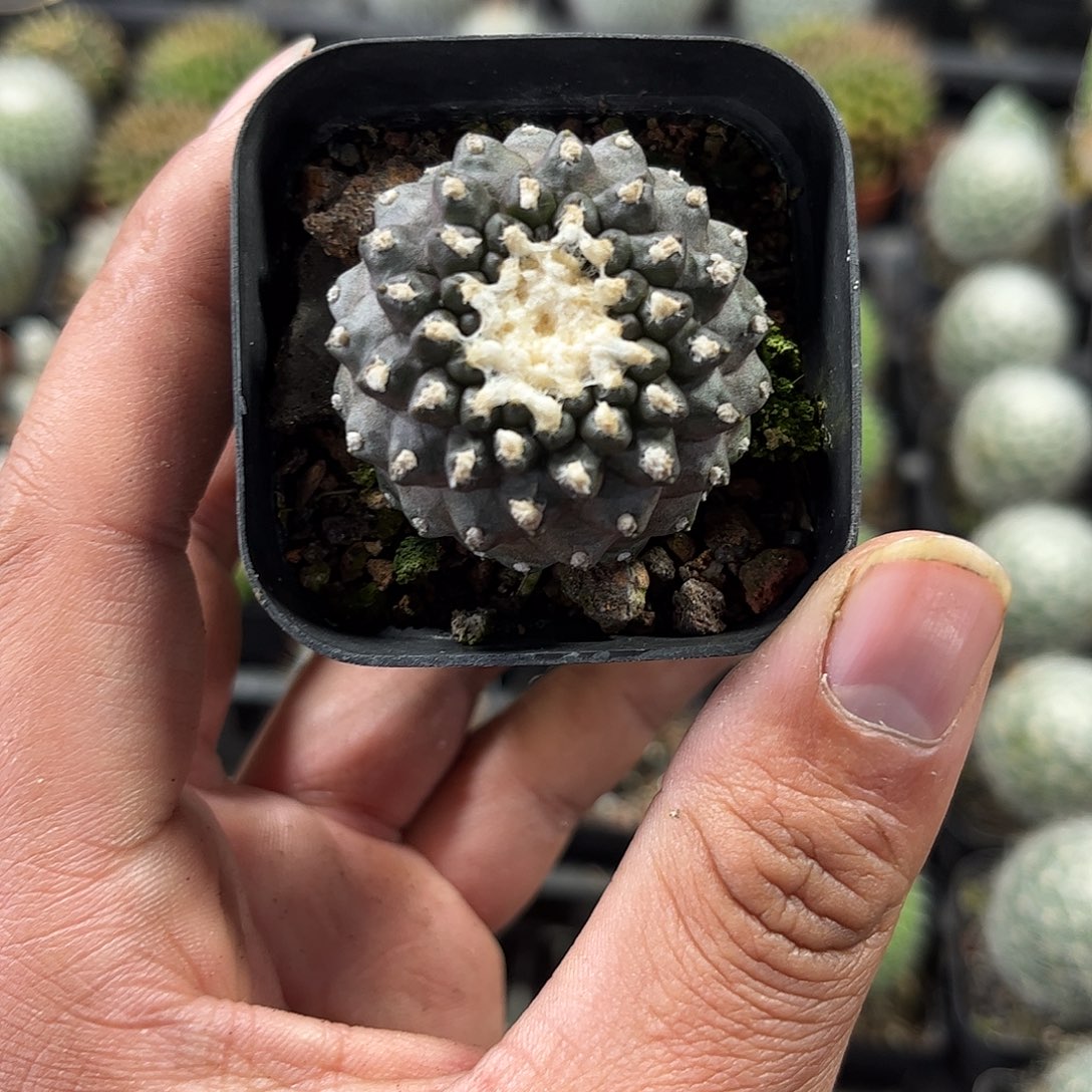 墨蝶单头发货单头发货