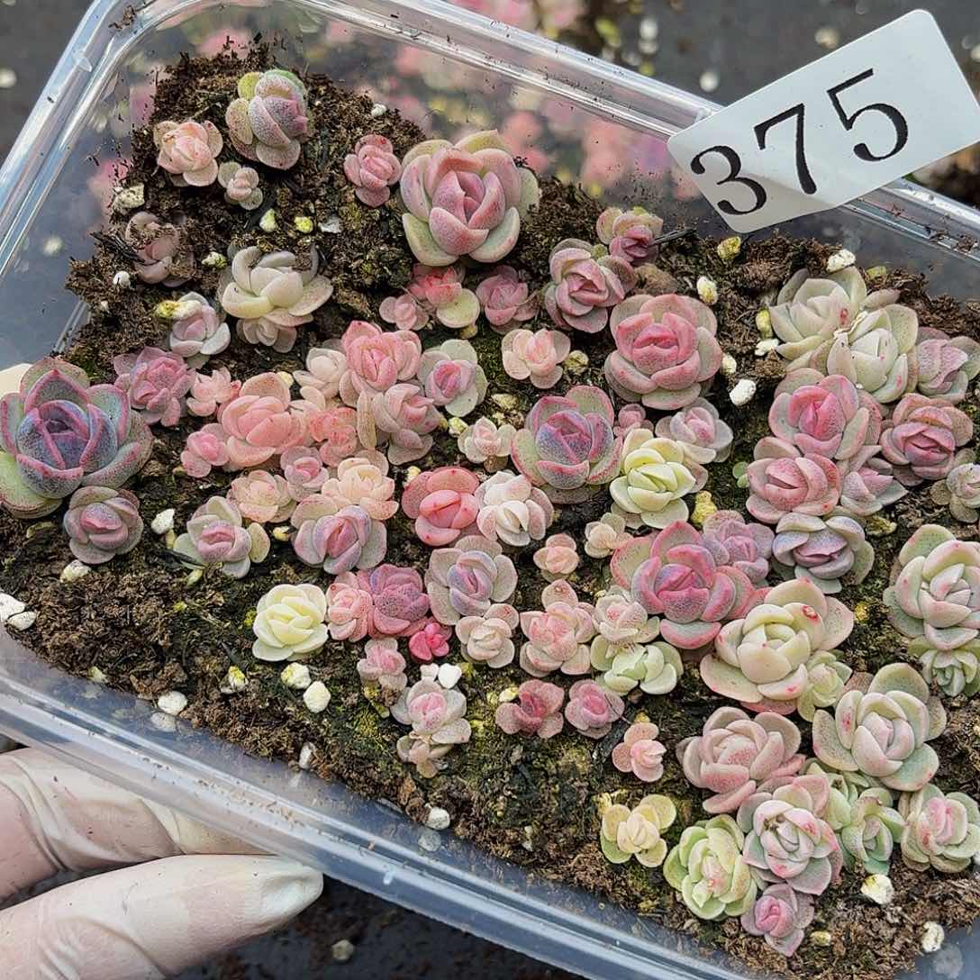 多肉植物多肉植物375