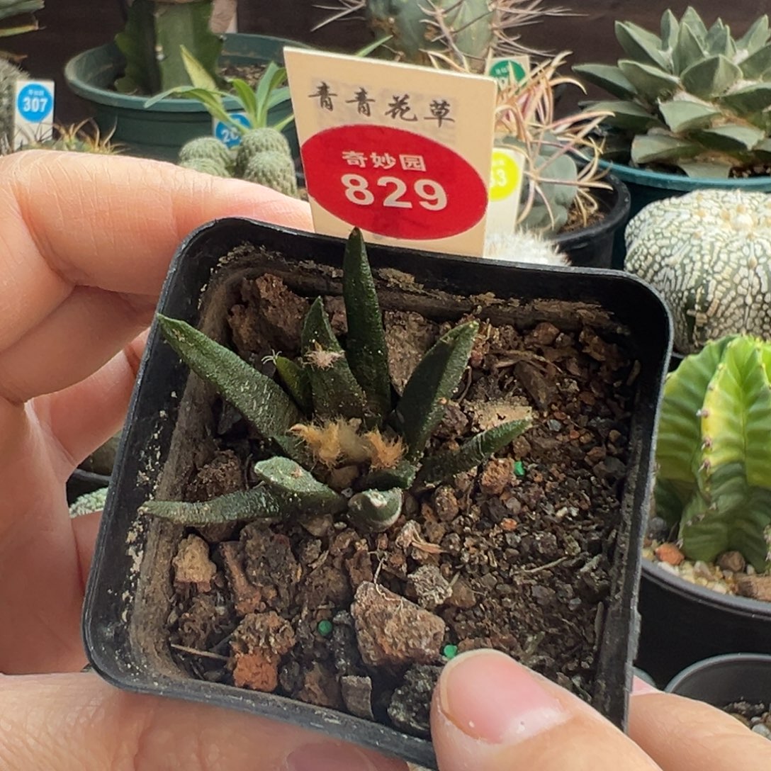 实生龙舌兰牡丹一棵仙人球