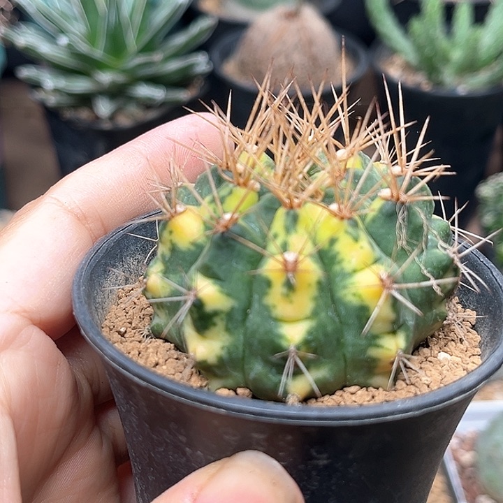 无花朵翠凰冠锦自根带盆发货