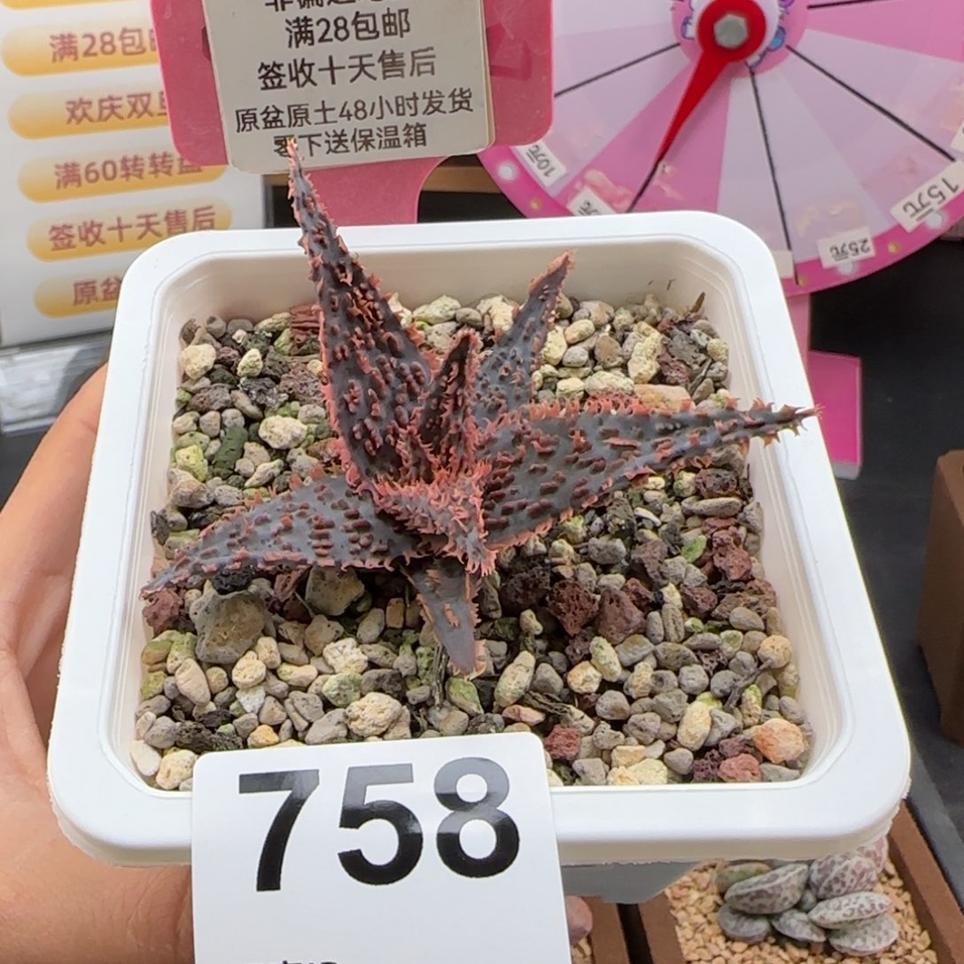 758园艺芦荟多肉植物的