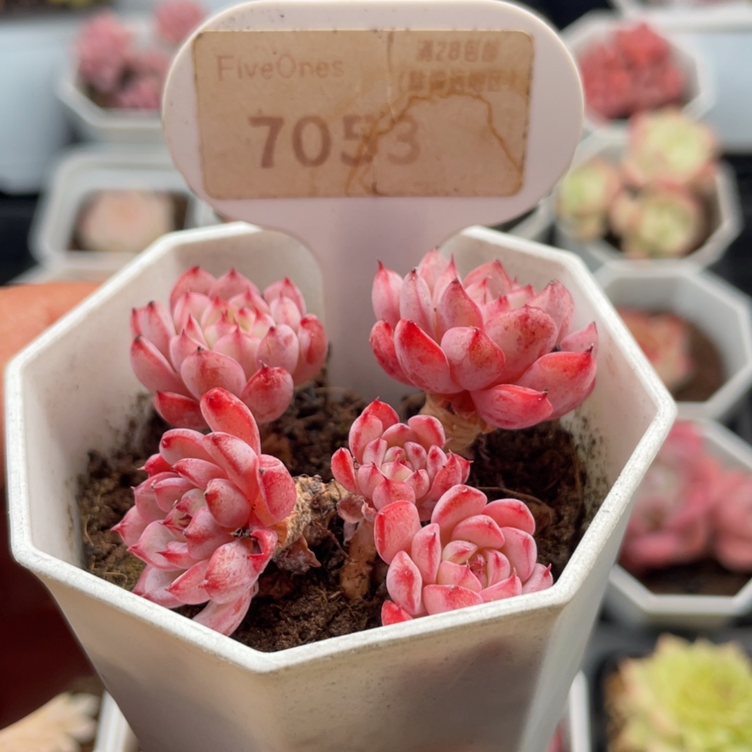 白姬莲7053-5.0厘米