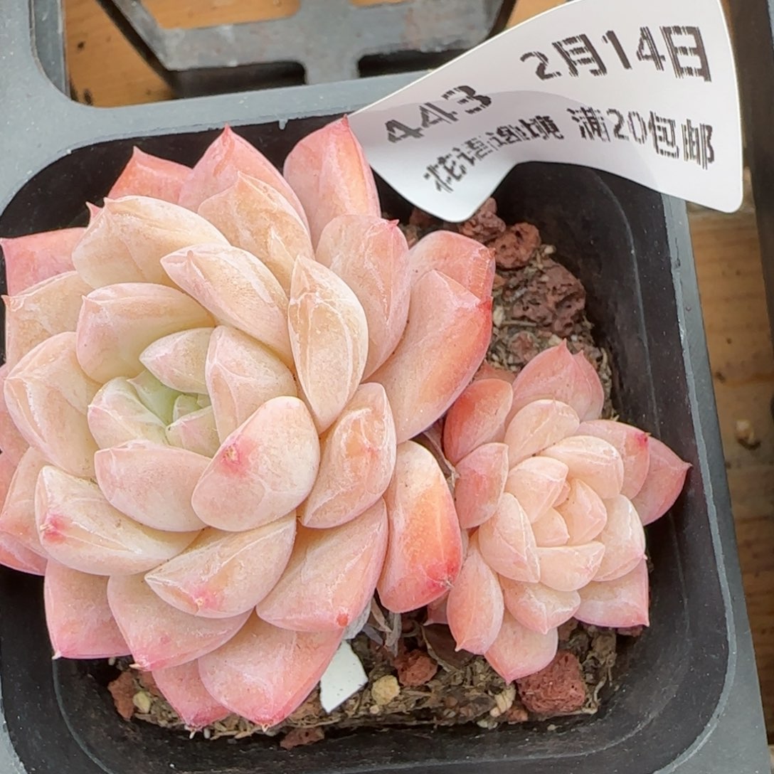 花语逸镜0214-443