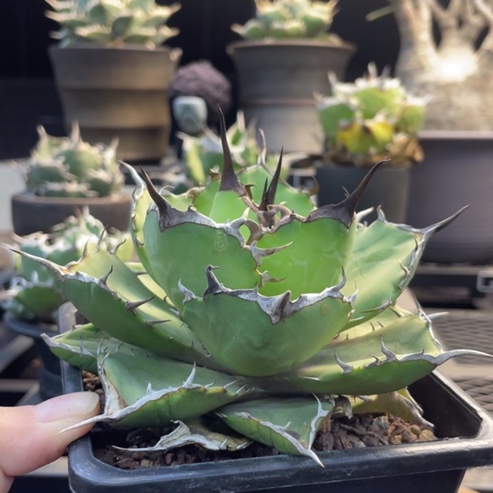 【闪购商品】玫瑰 露养