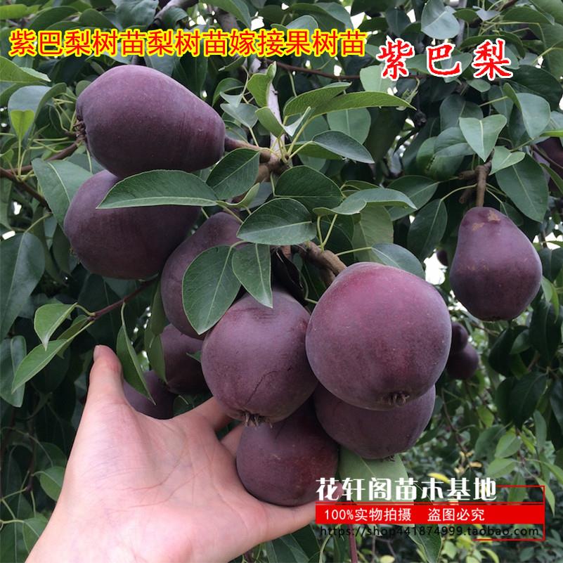 紫巴梨树苗梨树苗嫁接果树苗南北方庭院种植采摘园专用苗当年结果