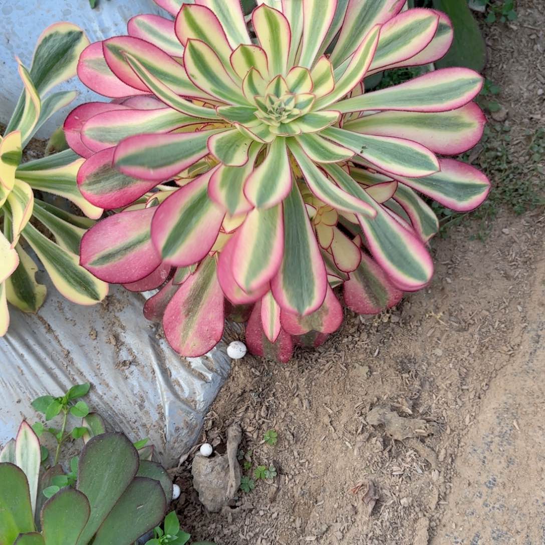 X. 7558冰淇淋多肉