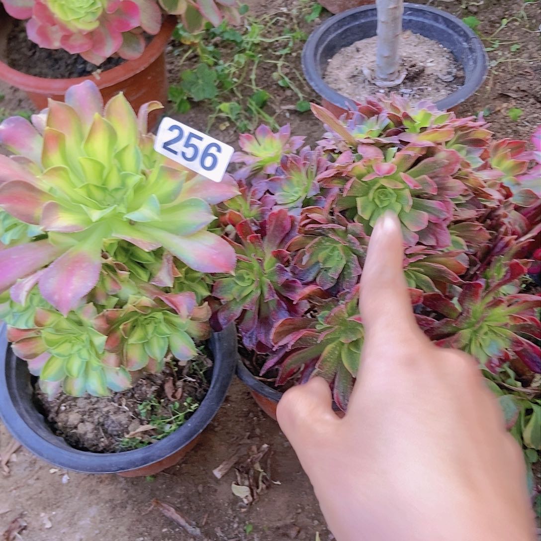 256两个老庄朵朵特价不周正