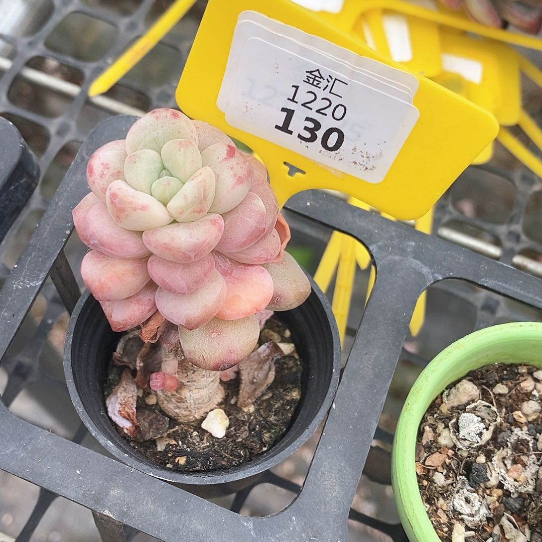 福利多多。1220130