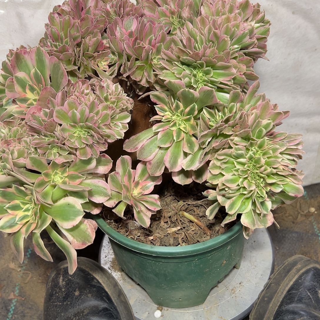 多86肉植物粉女巫缀花