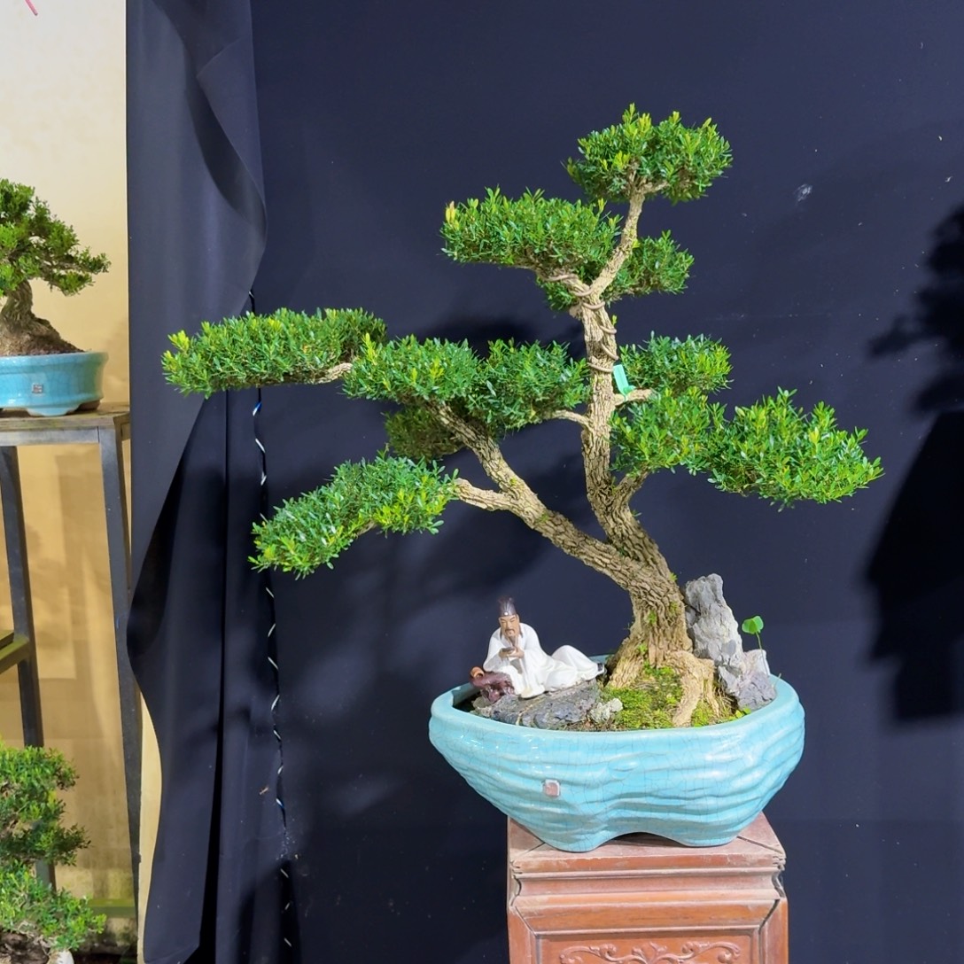 无花朵盆景园林精品