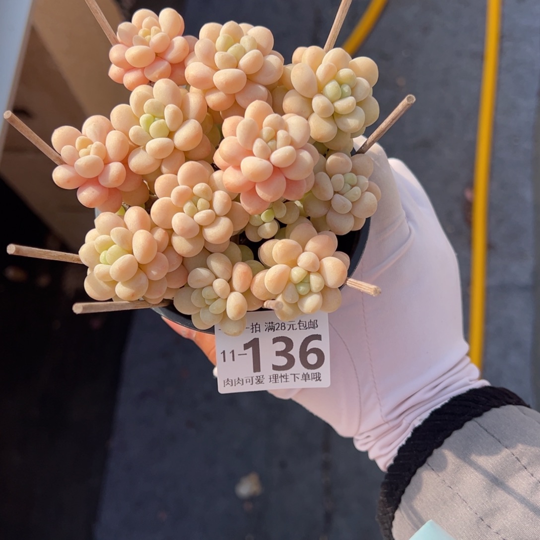 洛可可多肉多肉多肉多肉