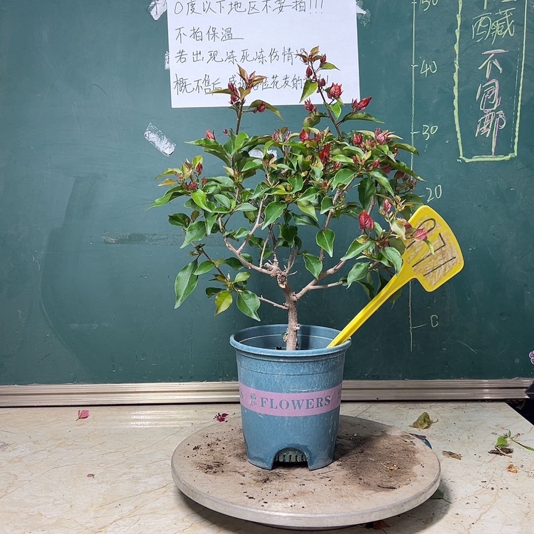 完全开放  福利 热火桑巴  971