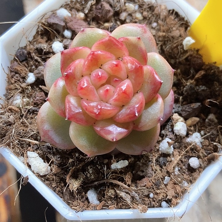 多肉植物糖果珍妮859