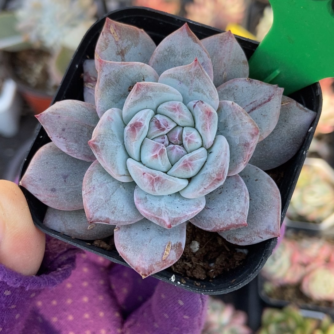 3005粉蓝鸟石化多肉植物