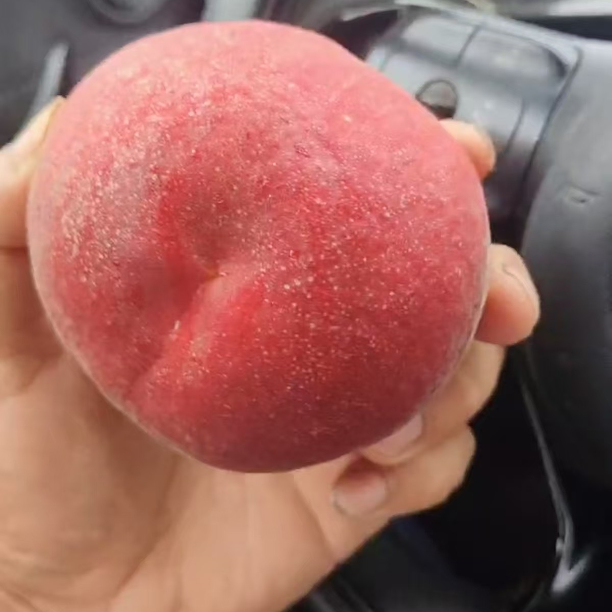 突围615高品质桃子毛桃个头大
