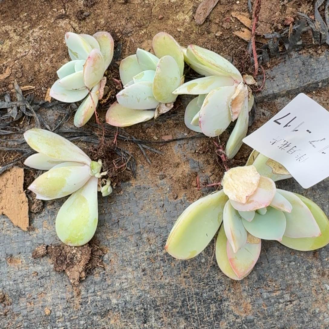 雪莲白凤（奶茶）杂交五颗量拍17-117