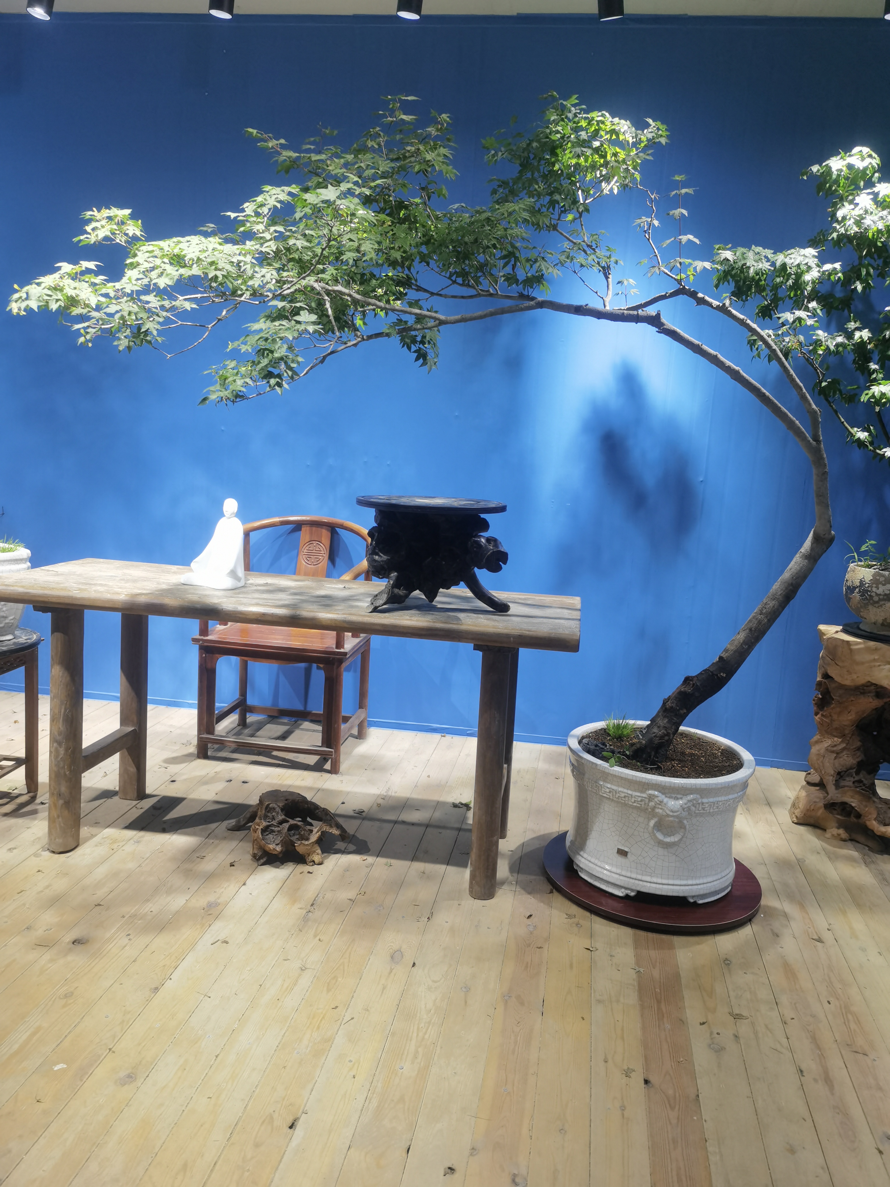 海岛石枫盆景～～落地飘