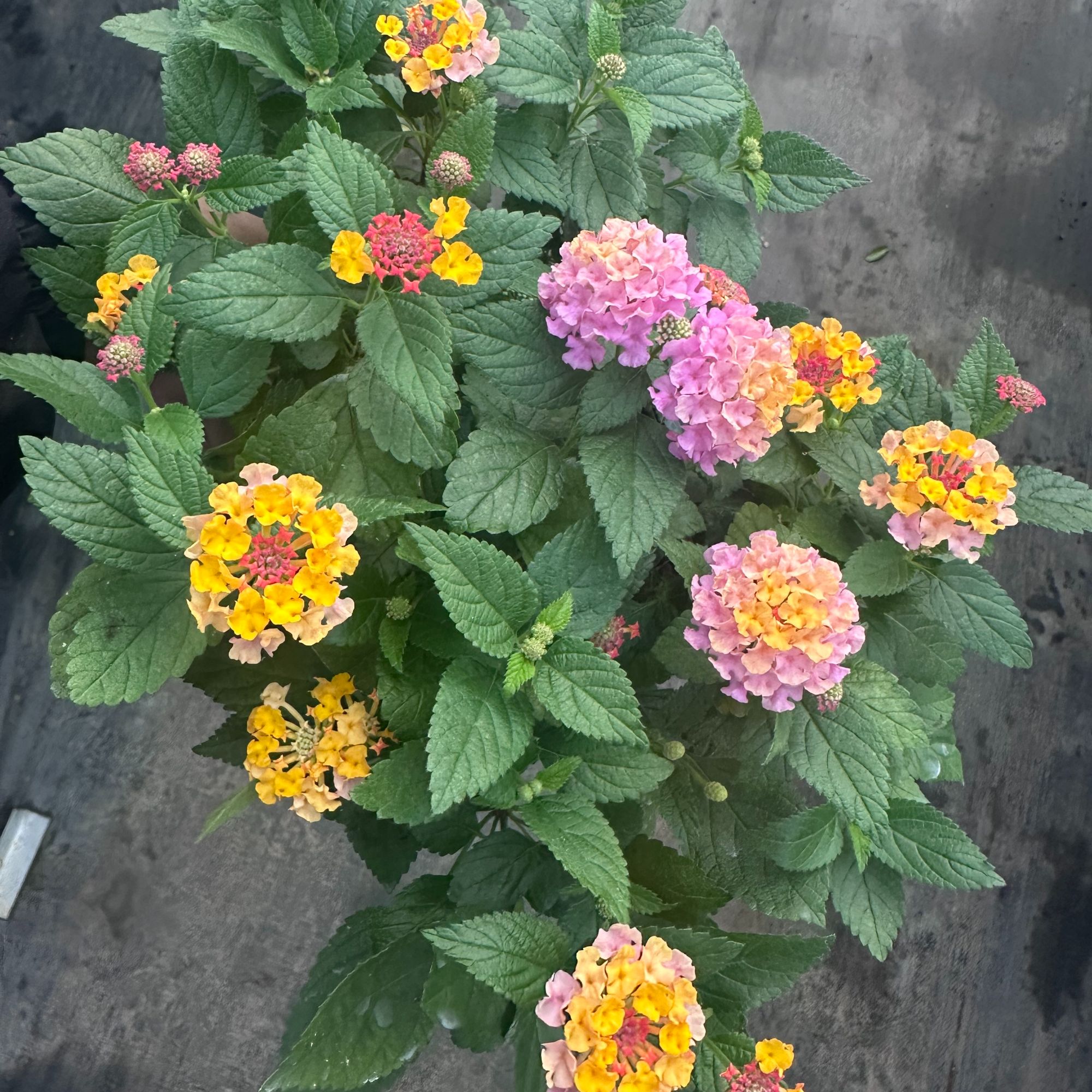 中昌花卉(五色梅）色彩鲜艳四季开花盆栽耐热好养植物绿植