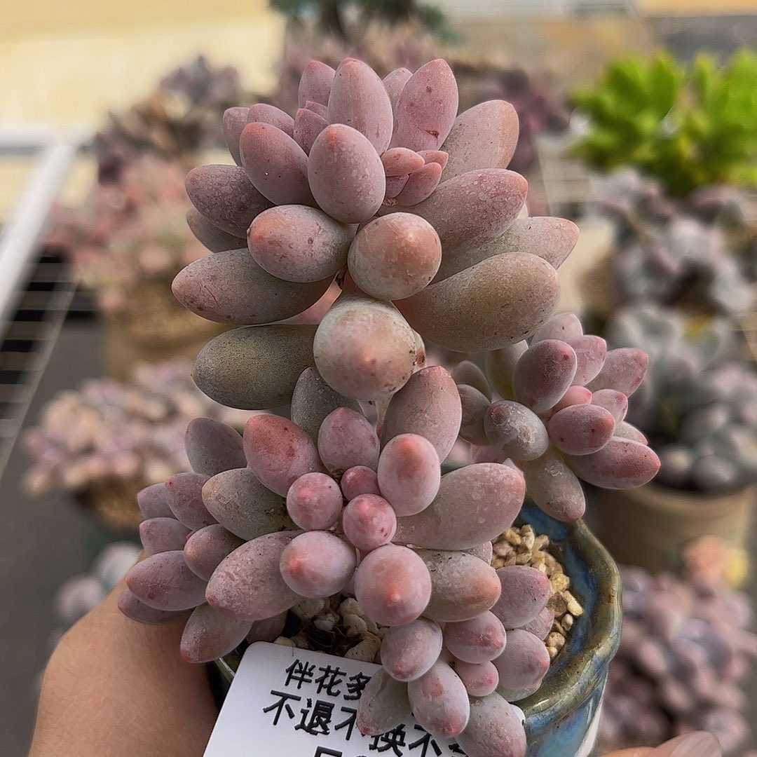 073-香水手指奶多肉6cm