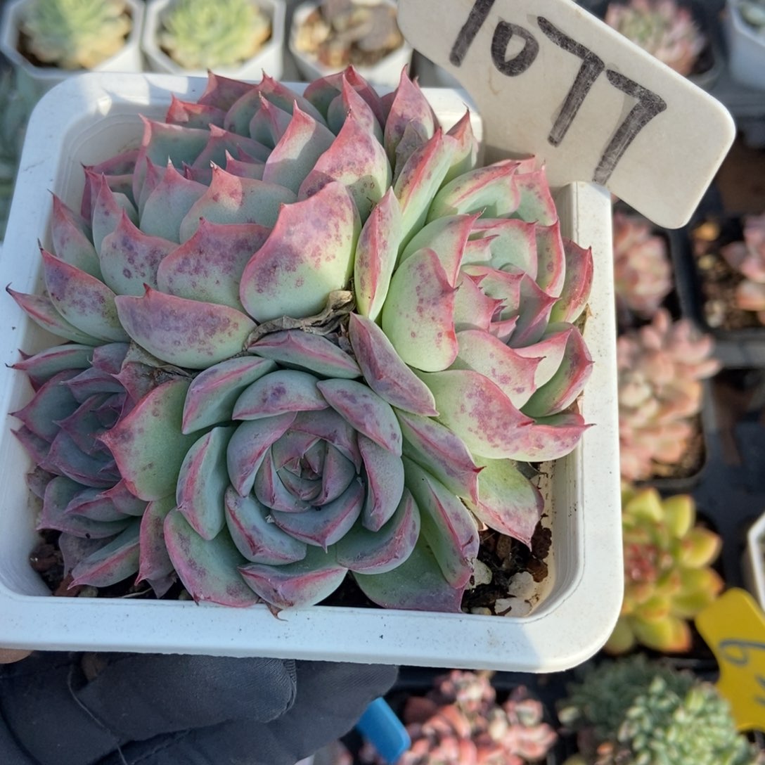 1077侧影多肉植物多肉