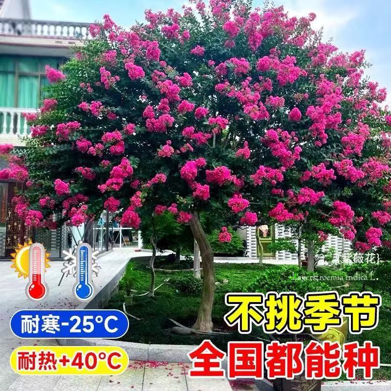 耐寒别墅紫薇树苗庭院绿化植物四季紫薇花树苗风景树耐寒花卉植物