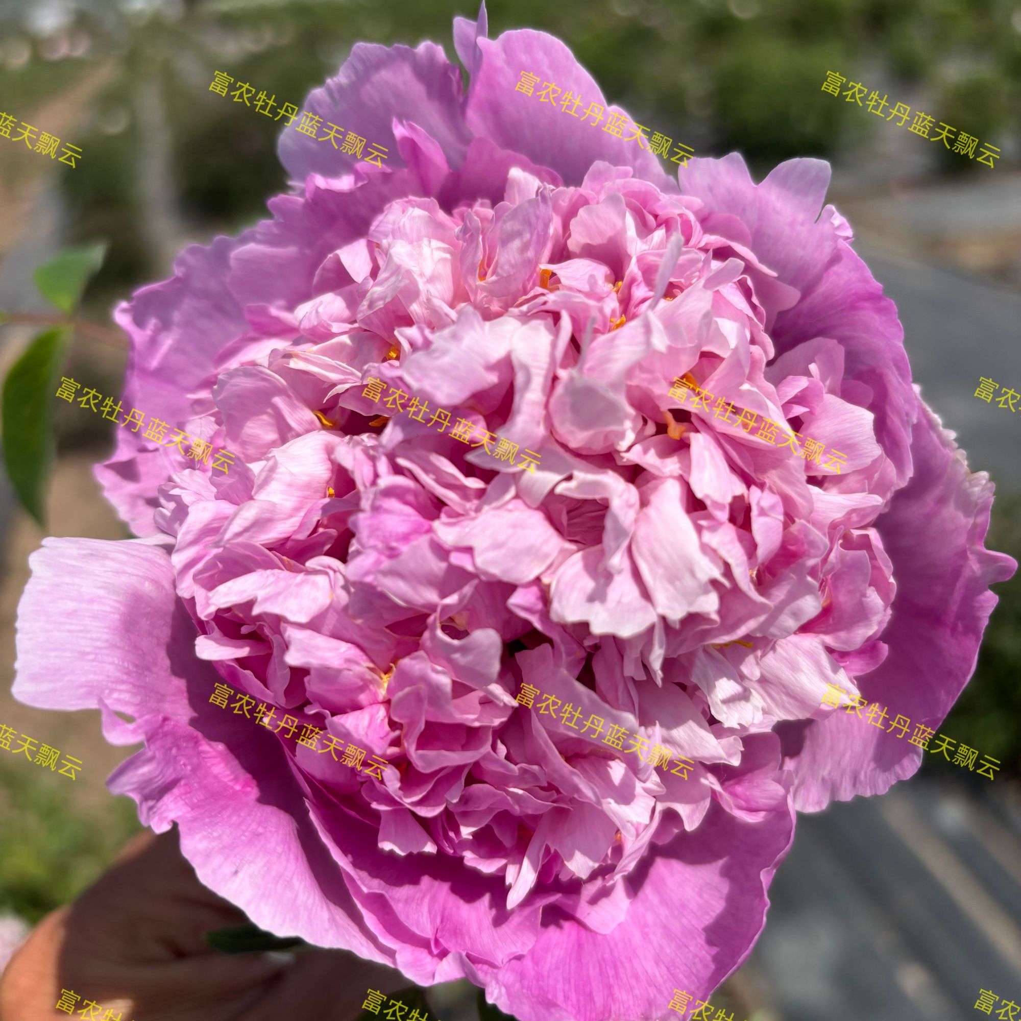 富农紫斑牡丹蓝天飘云嫁接苗牡丹花鲜花