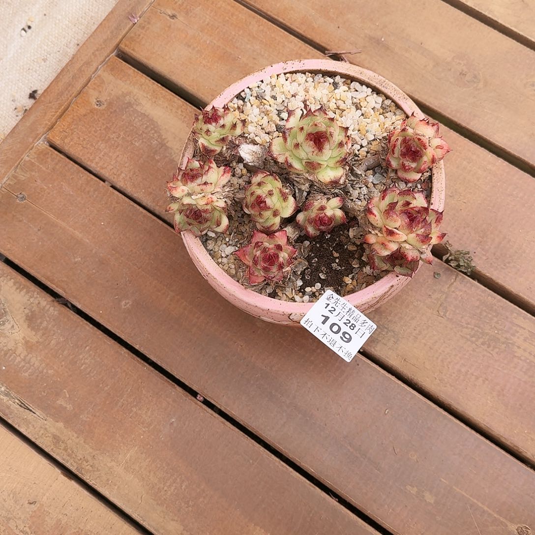 西***心1228-109散群不包整全发