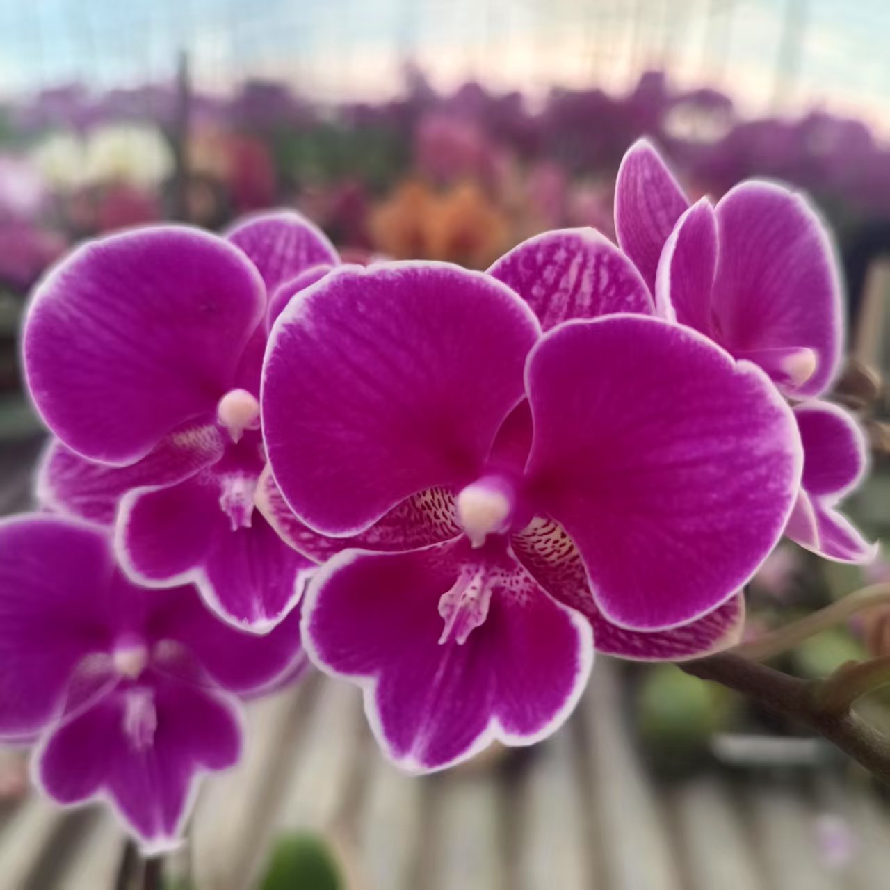 【红豆单剑】梦语花卉培育 精品蝴蝶兰 室内花 