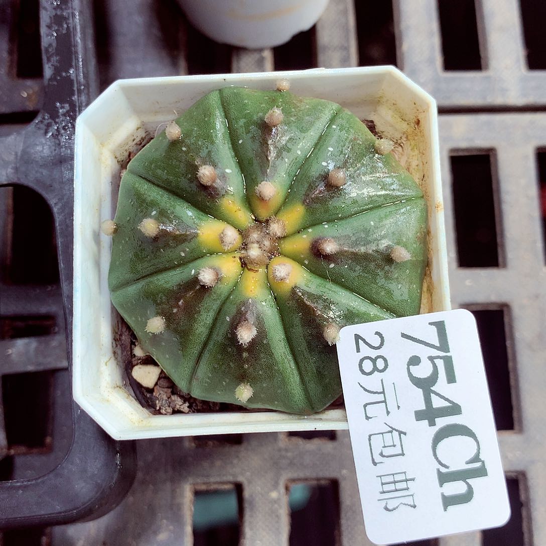 5厘米盆精控多肉754