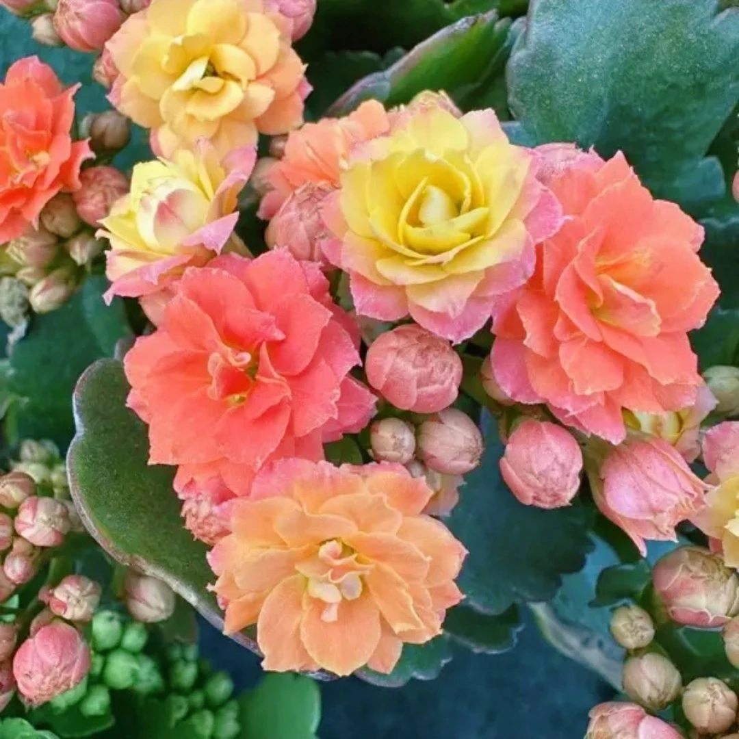 130大盆【七彩毛绒二代】 复色变色品种 5-7种颜色 室内阳台盆栽