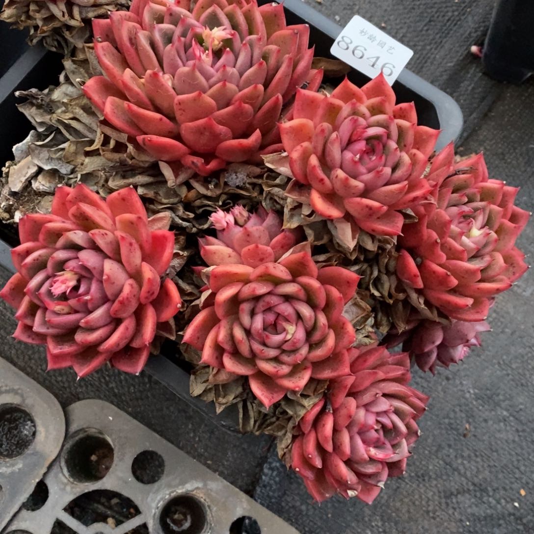 慧8646不包掉头特价处理