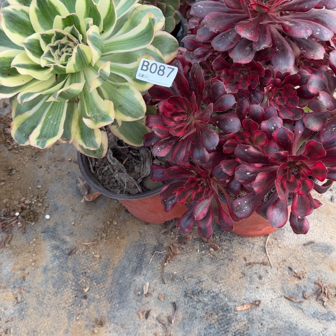 087两颗组合多肉植物法师