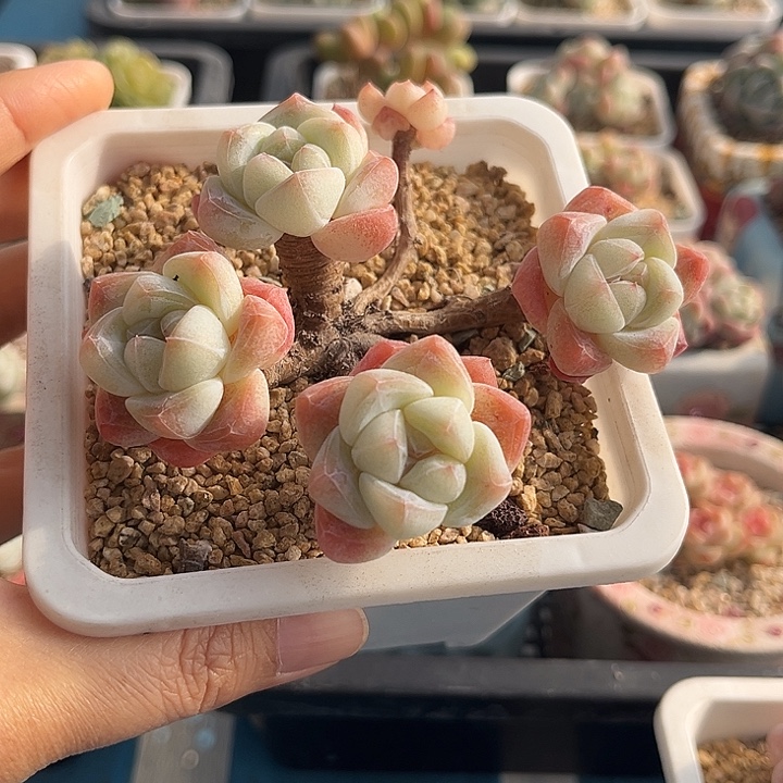 冰玉5头飘枝老桩福利