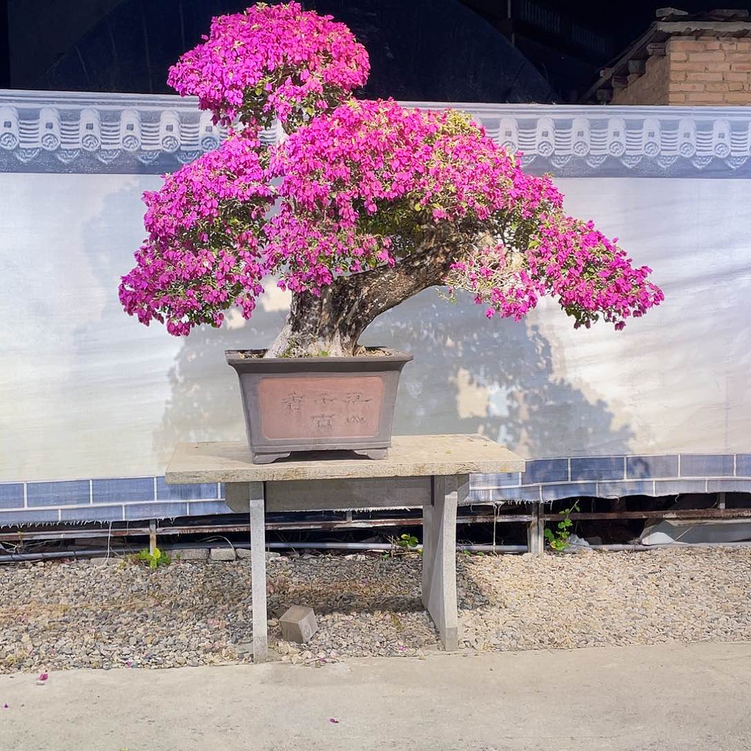 用***5无花朵三角梅小叶紫