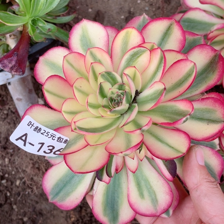 136倾城多肉12345678